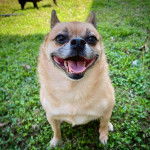 Photo prise de face d'un Pom-a-Pug assis sur de l’herbe
