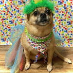 Un Pom-a-Pug portant une perruque verte et assis sur un plancher en bois