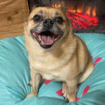 Photo d'un Pom-a-Pug assis sur un coussin bleu devant une cheminée