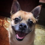 Photo en gros plan d'un Pom-a-Pug assis sur un sol recouvert de moquette