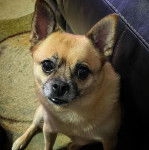 Un Pom-a-Pug assis sur un sol recouvert de moquette à côté d’un canapé