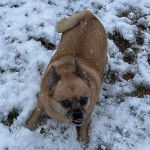 Photo prise de haut d'un Pom-a-Pug debout dans la neige 