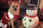 Un Pom-a-Pug portant une tenue de Noël et debout à côté d’un bonhomme de neige devant une cheminée