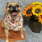 Un Pom-a-Pug portant un bandana et assis devant un vase de tournesols