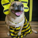 Un Pom-a-Pug portant un costume d’abeille et assis sur un plancher en bois