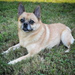 Photo d'un Pom-a-Pug allongé sur une pelouse verdoyante