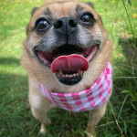 Photo en gros plan d'un Pom-a-Pug portant un bandana à carreaux dans un parc