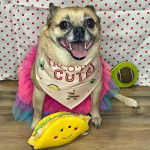 Un Pom-a-Pug portant un bandana et assis sur un sol en bois