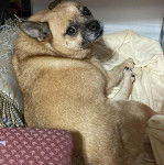 Un Pom-a-Pug allongé sur une couverture de couleur crème avec un oreiller rose à côté de lui