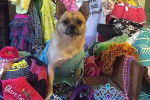 Photo d'un Pom-a-Pug assis devant une pile de vêtements et d’accessoires colorés