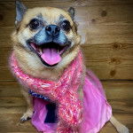 Un Pom-a-Pug portant une robe rose et assis sur un sol en bois