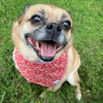 Un Pom-a-Pug portant un bandana rouge et assis une pelouse verdoyante