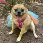 Un Pom-a-Pug tenu en laisse, assis sur un chemin de terre dans une zone boisée