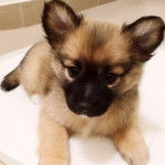 Un Pom-a-Pug allongé sur une surface blanche