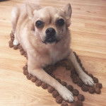 Un Pom-a-Pug allongé sur un sol en bois avec des friandises pour chien disposées autour de lui 