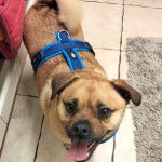 Un Pom-a-Pug portant un harnais bleu dans une pièce avec un sol carrelé