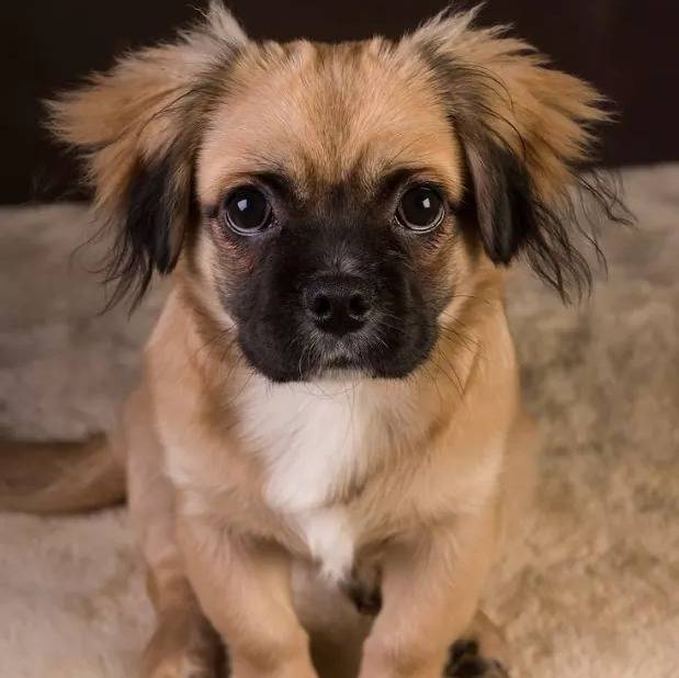 Un Pom-a-Pug assis sur une couverture blanche et pelucheuse