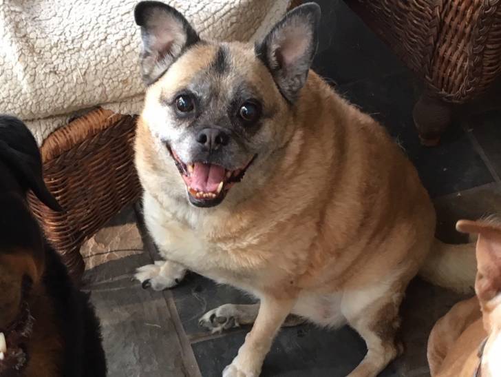 Un Pom-a-Pug assis sur un sol carrelé et regardant la caméra avec sa bouche ouverte