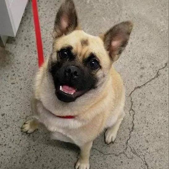 Photo prise d'un Pom-a-Pug assis sur un sol en béton avec des fissures