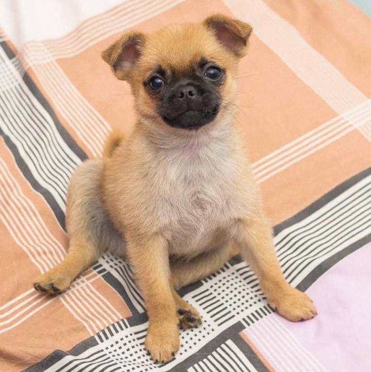 Un Pom-a-Pug assis sur une couverture rayée colorée