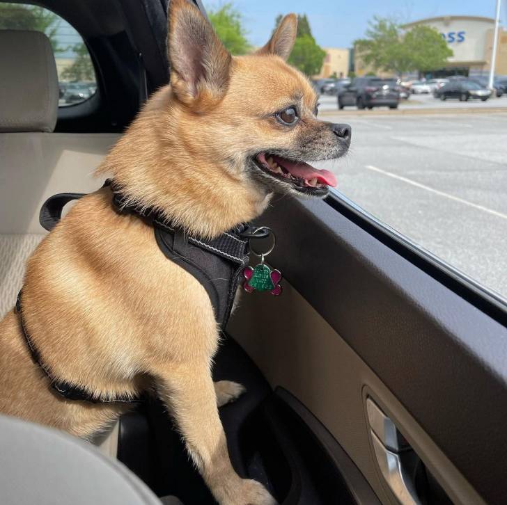 Photo de profil d'un Pom-a-Pug assis sur le siège passager d’une voiture et portant un harnais