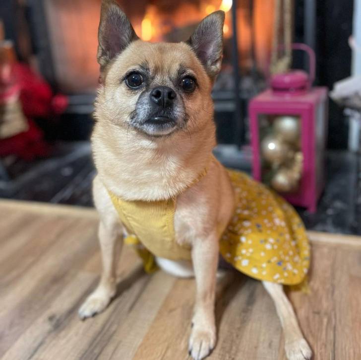 Un Pom-a-Pug portant un harnais et assis sur un sol en bois
