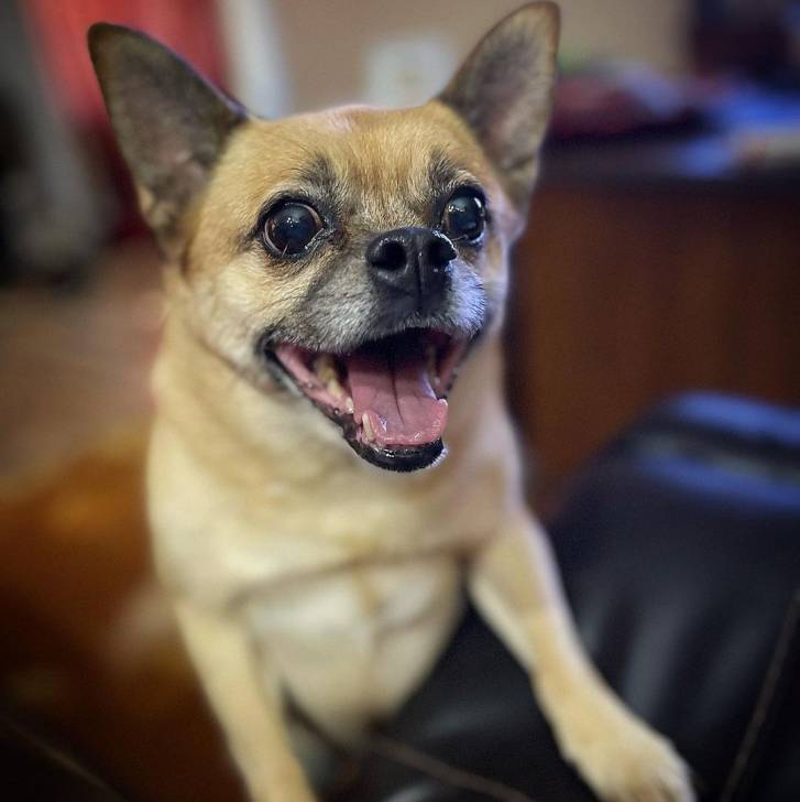 Photo en gros plan d'un Pom-a-Pug assis sur un canapé en cuir noir avec sa bouche ouverte
