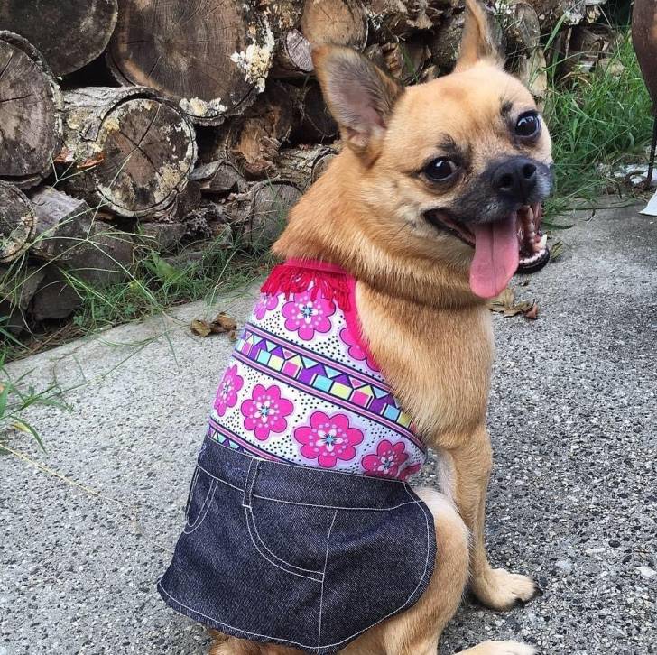 Un Pom-a-Pug assis sur un trottoir en béton et portant une robe rose et bleue
