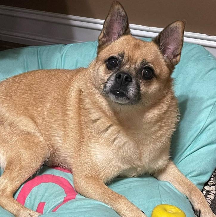 Un Pom-a-Pug assis à côté d'une balle jaune sur un matelas