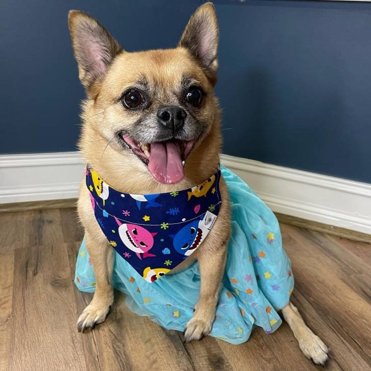 Un Pom-a-Pug assis sur un sol en bois et portant une robe bleue et un bandana