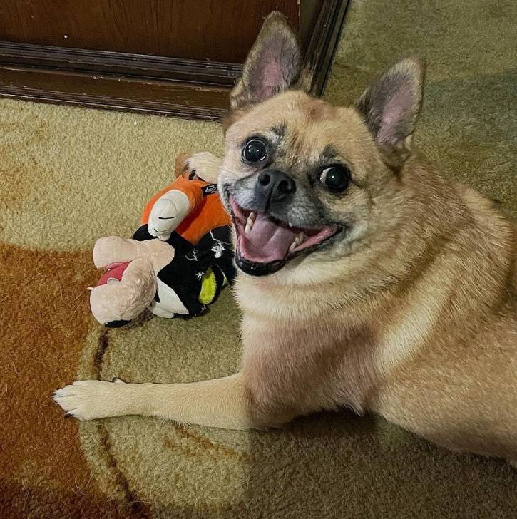 Photo d'un Pom-a-Pug allongé sur un sol recouvert de moquette avec un jouet à côté de lui