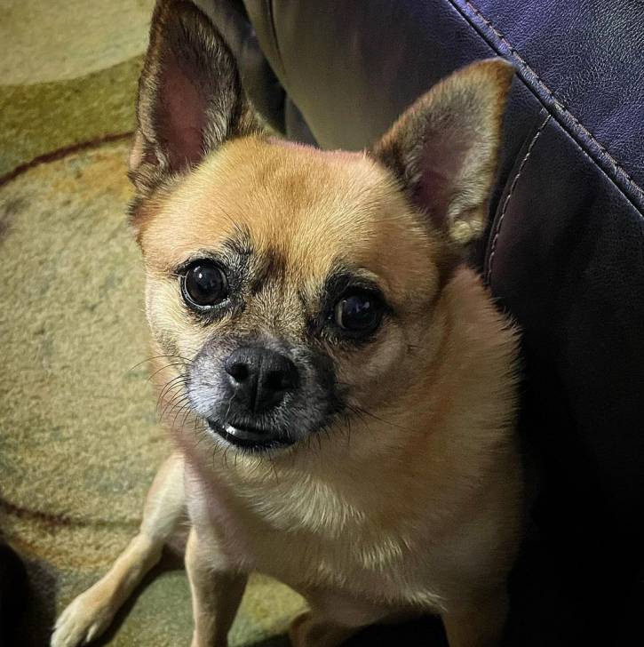 Un Pom-a-Pug assis sur un sol recouvert de moquette à côté d’un canapé