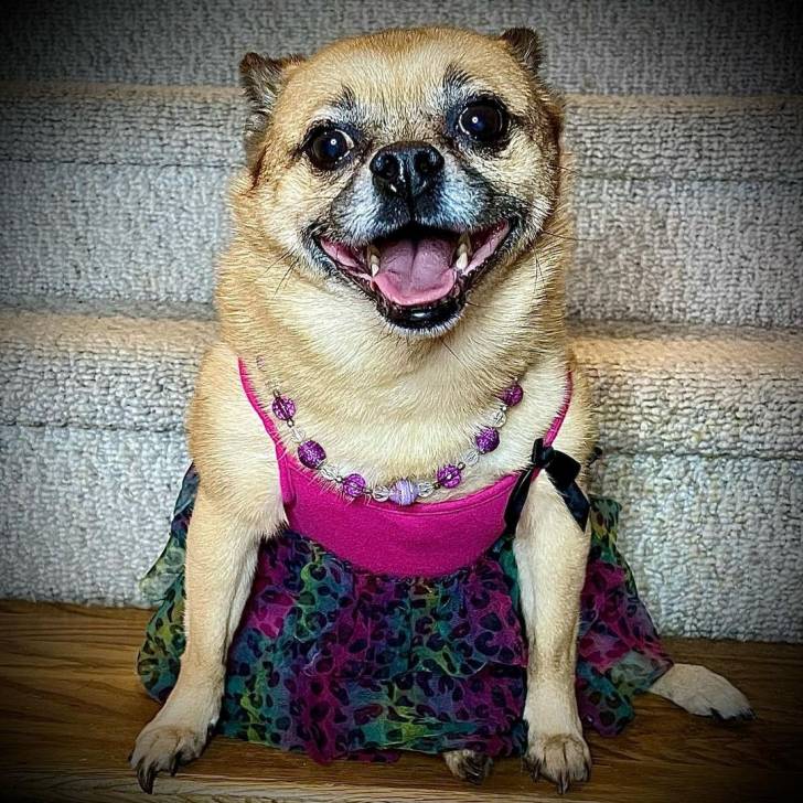 Un Pom-a-Pug assis au sol et portant une robe rose avec un collier violet