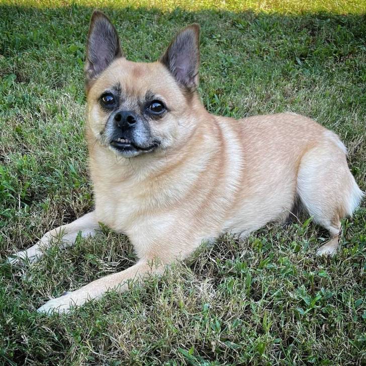 Photo d'un Pom-a-Pug allongé sur une pelouse verdoyante