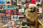 Un Pom-a-Pug portant un chapeau de Père Noël rouge et assis devant un collage de cartes de vœux