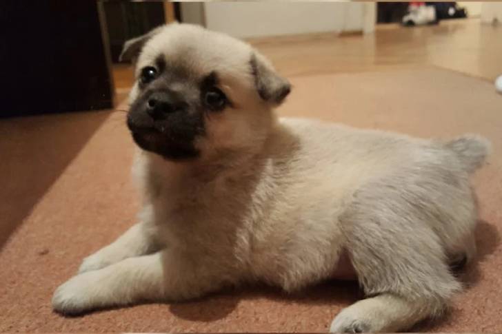 Un Pom-a-Pug allongé sur un sol recouvert d’un tapis brun