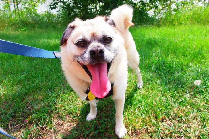 Un Pom-a-Pug sur une pelouse herbeuse et qui est tenu en laisse