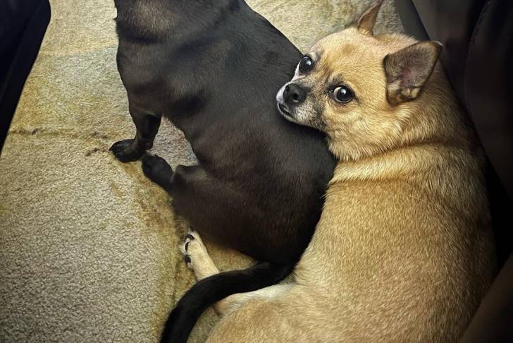 Un Pom-a-Pug allongé dos à la caméra sur un tapis beige dans un salon