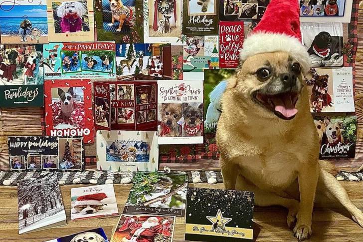 Un Pom-a-Pug portant un chapeau de Père Noël rouge et assis devant un collage de cartes de vœux
