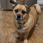 Photo d'un Porgi faisant face à la caméra et debout sur un sol carrelé dans une cuisine