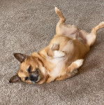 Un Porgi allongé sur le dos sur un sol recouvert de moquette