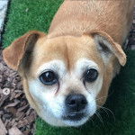 Photo prise de haut d'un Porgi debout sur une zone herbeuse