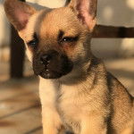 Photo en gros plan d'un Porgi assis au sol