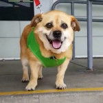 Un Porgi portant un harnais vert et est debout sur un sol en béton