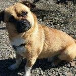 Un Porgi se tenant sur une surface rocheuse