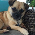 Un Porgi allongé sur une chaise rembourrée grise avec un coussin bleu