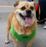 Un Porgi portant un collier et debout sur un trottoir 