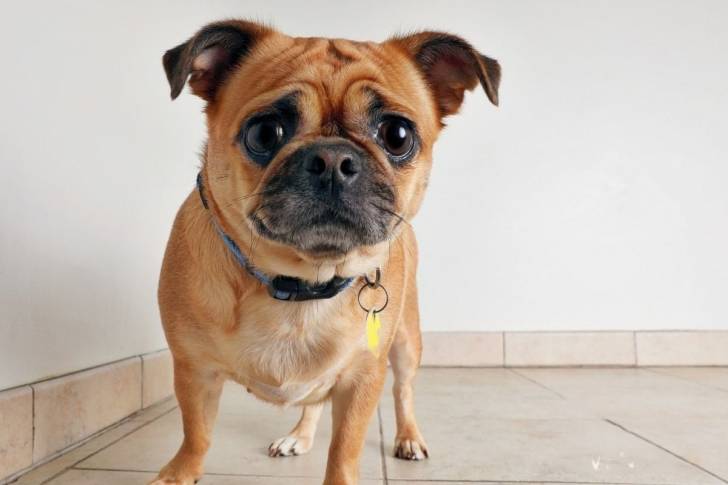 Un Porgi portant un collier se tenant à quatre pattes sur un sol carrelé 