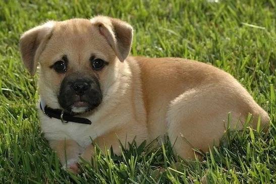 Photo d'un Porgi allongé sur une pelouse verdoyante