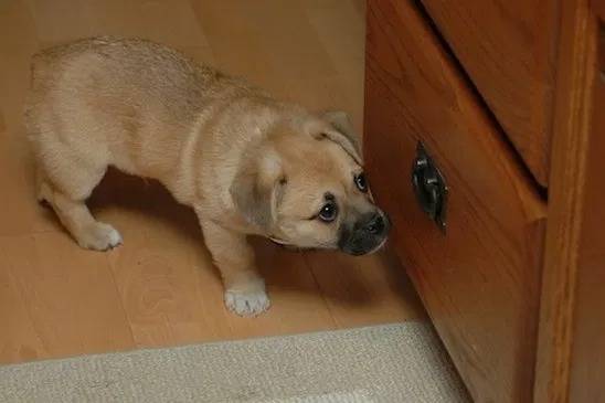 Un Porgi regardant un meuble en bois et debout sur un tapis beige